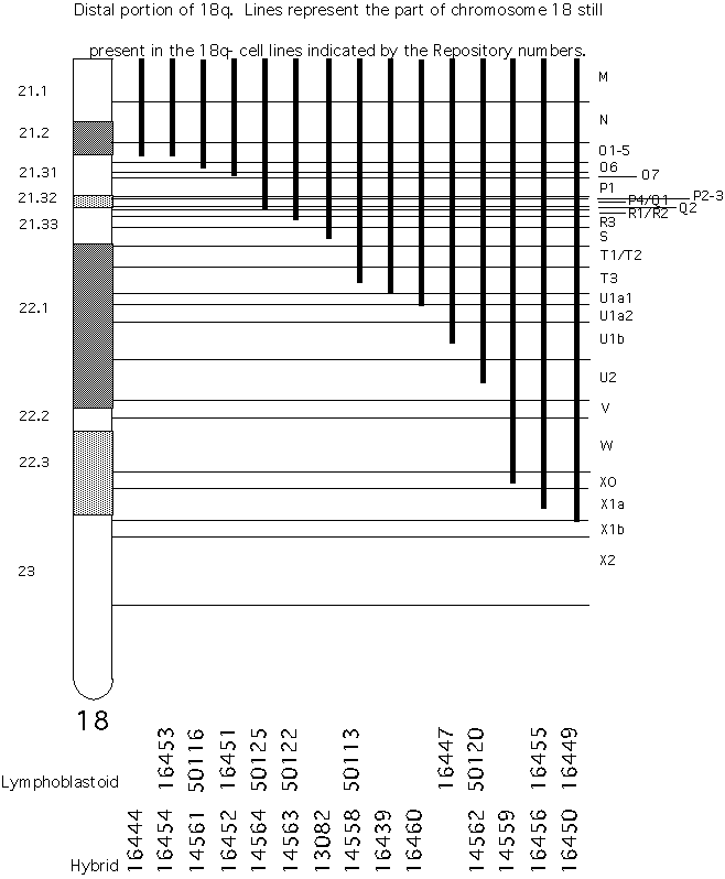 distal portion of chromosome 18q