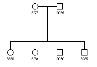 Pedigree 95C