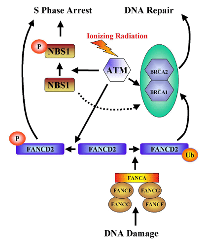 FANCONI/BRCA1/BRCA2/ATM/NBS1 PATHWAY