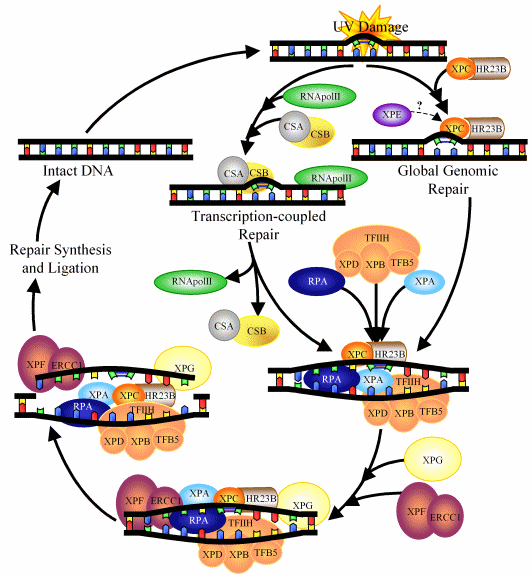 Nucleotide Excision Repair Pathway