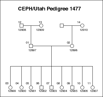 Pedigree