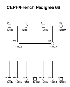 Pedigree