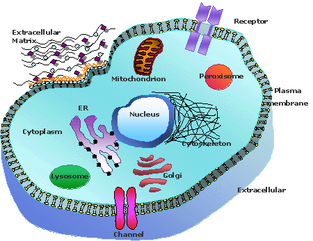 Diagram of a cell