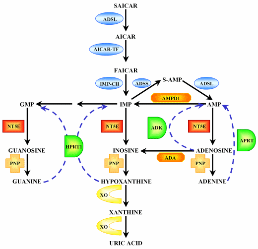 Purine Metabolism Pathway