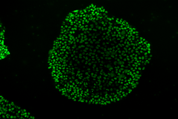 STEM CELL REPROGRAMMING